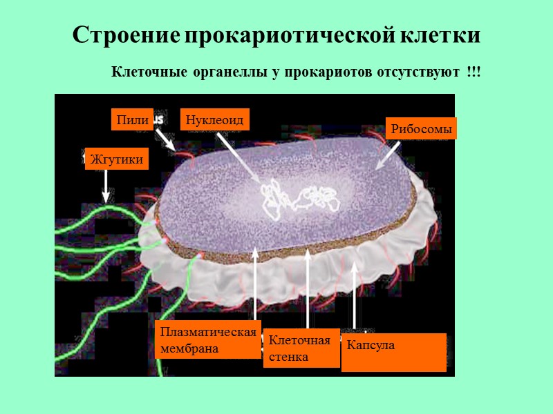 Строение прокариотической клетки Рибосомы Нуклеоид Пили Жгутики Плазматическая мембрана Клеточная  стенка Капсула 